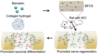 Graphical abstract: Baicalein-functionalized collagen scaffolds direct neuronal differentiation toward enhancing spinal cord injury repair