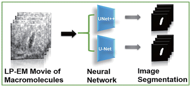 Graphical abstract: Deep learning-assisted analysis of single molecule dynamics from liquid-phase electron microscopy