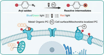 Graphical abstract: Visible-light-induced protein labeling in live cells with aryl azides