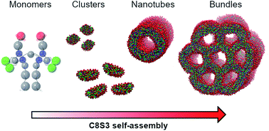 Graphical abstract: Modelling structural properties of cyanine dye nanotubes at coarse-grained level