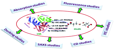 Graphical abstract: Unravelling the molecular interaction of diselenodipropionic acid (DSePA) with human serum albumin (HSA)