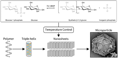 Graphical abstract: β-1,3-Glucan synthesis, novel supramolecular self-assembly, characterization and application