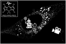 Graphical abstract: Exploiting directed self-assembly and disassembly for off-to-on fluorescence responsive live cell imaging