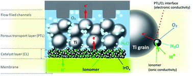 Graphical abstract: The porous transport layer in proton exchange membrane water electrolysis: perspectives on a complex component