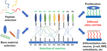 Graphical abstract: Cell-binding peptides on the material surface guide stem cell fate of adhesion, proliferation and differentiation