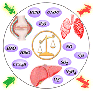 Graphical abstract: Small-molecule fluorescent probes for bioactive species in inflammatory disease: arthritis, pneumonia and hepatitis