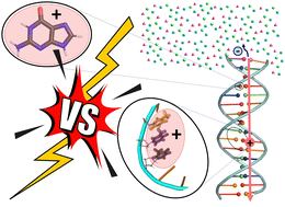 Graphical abstract: Intramolecular and intermolecular hole delocalization rules the reducer character of isolated nucleobases and homogeneous single-stranded DNA