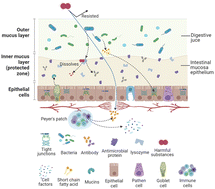 Graphical abstract: A critical review on intestinal mucosal barrier protection effects of dietary polysaccharides