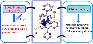 Graphical abstract: Dithiocarbazate–Zn(ii) complexes for photodynamic therapy and chemotherapy against lung cancer