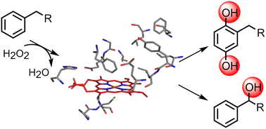 Graphical abstract: Aromatic hydroxylation of substituted benzenes by an unspecific peroxygenase from Aspergillus brasiliensis