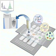 Graphical abstract: All-in-One digital microfluidics pipeline for proteomic sample preparation and analysis