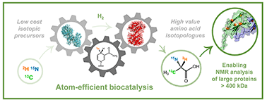 Graphical abstract: Biocatalytic reductive amination as a route to isotopically labelled amino acids suitable for analysis of large proteins by NMR