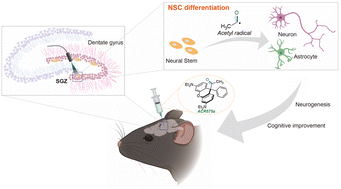 Graphical abstract: Acyl-caged rhodamines: photo-controlled and self-calibrated generation of acetyl radicals for neural function recovery in early AD mice