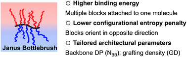 Graphical abstract: Janus bottlebrush compatibilizers