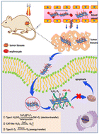 Graphical abstract: Schottky heterojunction CeO2@MXene nanosheets with synergistic type I and type II PDT for anti-osteosarcoma