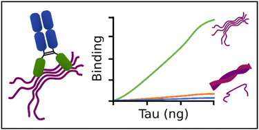 Graphical abstract: Generation of nanobodies with conformational specificity for tau oligomers that recognize tau aggregates from human Alzheimer's disease samples
