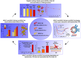 Graphical abstract: Conformational control of antimicrobial peptide amphiphilicity: consequences for boosting membrane interactions and antimicrobial effects of photocatalytic TiO2 nanoparticles