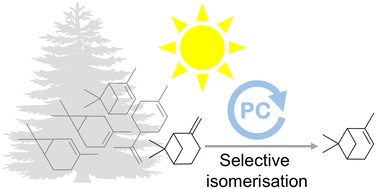 Graphical abstract: Selective isomerization of β-pinene: a sustainable method for total utilization of turpentine as a biomass resource