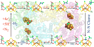 Graphical abstract: Putative reaction mechanism of nitrogenase with a half-dissociated S2B ligand