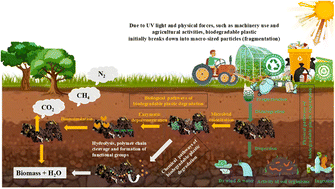 Graphical abstract: Biodegradable plastics in soils: sources, degradation, and effects