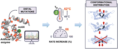 Graphical abstract: Computation-guided engineering of distal mutations in an artificial enzyme