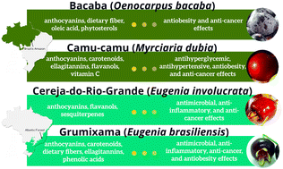 Graphical abstract: Emerging berries from the Brazilian Amazon and Atlantic Forest biomes: new sources of bioactive compounds with potential health benefits