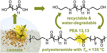 Graphical abstract: Bio-oil derived polyesteramides as water-degradable replacements for polyethylene