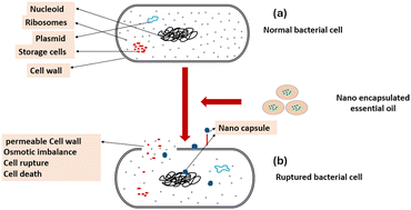 Graphical abstract: Recent advances in polymer nanoencapsulation of essential oils for multi-functional textile finishing