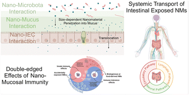 Graphical abstract: Nanomaterial journey in the gut: from intestinal mucosal interaction to systemic transport