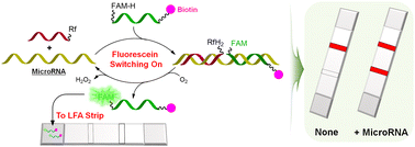 Graphical abstract: Fluorescein-switching-based lateral flow assay for the detection of microRNAs
