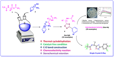 Graphical abstract: TFAA mediated one-pot synthesis of chiral N-protected amino acid-derived 1,2,4-oxadiazoles and their antibacterial studies