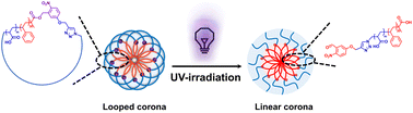 Graphical abstract: Loop to linear: exploring the impact of corona topology on the properties of self-assembled polymer nanoparticles