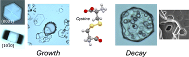 Graphical abstract: Cystine crystal nucleation and decay in the context of cystinuria pathogenesis and treatment