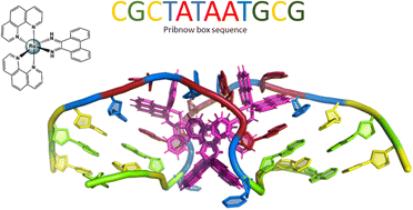 Graphical abstract: Re-pairing DNA: binding of a ruthenium phi complex to a double mismatch