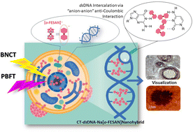 Graphical abstract: Compelling DNA intercalation through ‘anion–anion’ anti-coulombic interactions: boron cluster self-vehicles as promising anticancer agents