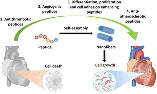 Graphical abstract: Self-assembled peptide-based nanofibers for cardiovascular tissue regeneration