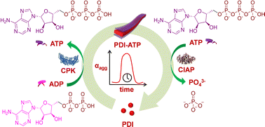 Graphical abstract: In situ biocatalytic ATP regulated, transient supramolecular polymerization