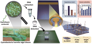 Graphical abstract: A rapid field-ready electrical biosensor consisting of bismuthine-derived Au island decorated BiOCl nanosheets for Raphidiopsis raciborskii detection in freshwater