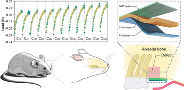 Graphical abstract: Bioinspired triple-layered membranes for periodontal guided bone regeneration applications