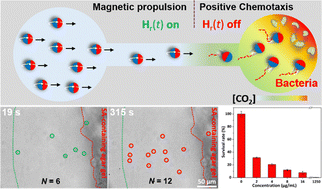 Graphical abstract: Magnetic–chemotactic hybrid microrobots with precise remote targeting capability