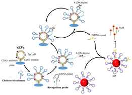 Graphical abstract: A proximity cleavage assisted DNAzyme catalyzed loading DNA walker system for accurate and sensitive small extracellular vesicle analysis