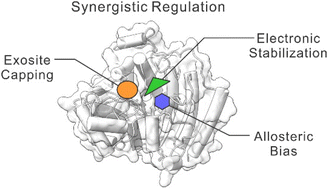 Graphical abstract: Substrate structure modulates the catalytic dynamics of HDAC8 at the single-molecule level