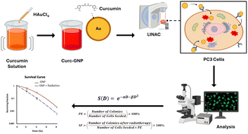 Graphical abstract: Engineered dual-functional gold nanoparticles enhance radiosensitization in prostate cancer cells: synergistic action of curcumin and gold