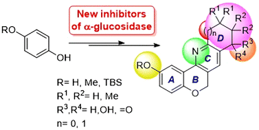 Graphical abstract: Synthesis and evaluation of analogs of tetracyclic Ganoderma alkaloids as inhibitors of the enzyme α-glucosidase