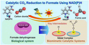 Graphical abstract: Designing biomimetic catalytic systems for CO2 reduction to formate using NAD(P)H
