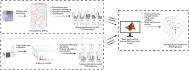 Graphical abstract: Integration of RNAseq transcriptomics and N-glycomics reveal biosynthetic pathways and predict structure-specific N-glycan expression