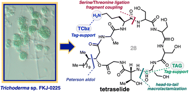 Graphical abstract: Isolation, total synthesis and structure determination of antifungal macrocyclic depsipeptide, tetraselide
