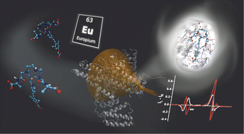 Graphical abstract: Europium probe binding to serum albumin and α1-AGP, key importance of configuration, charge and size complementarity