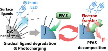 Graphical abstract: Photocatalytic defluorination of perfluoroalkyl substances by surface-engineered ZnO nanocrystals