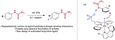 Graphical abstract: The development of sulfonated terpyridine ligands for control of regioselectivity in palladium-catalysed fluorination of anilides